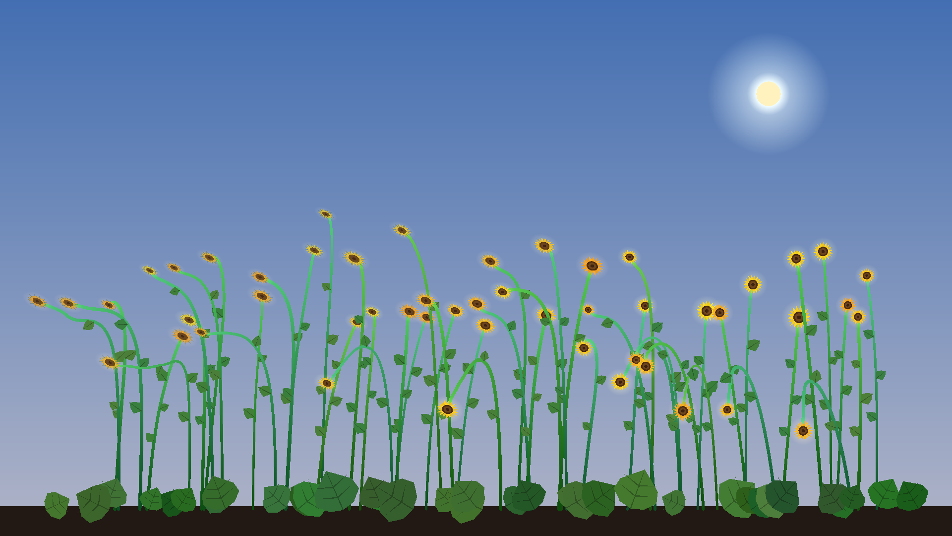 Growing Sunflowers - rope stems leaning toward the sun